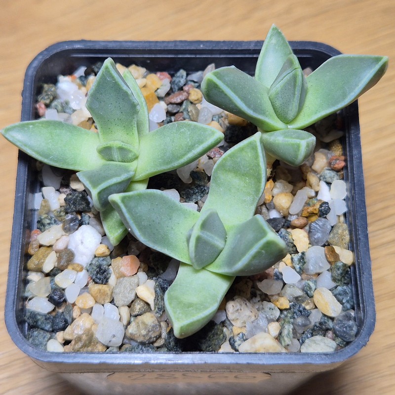 VVG28566 Faucaria bosscheana 3 plants seedling