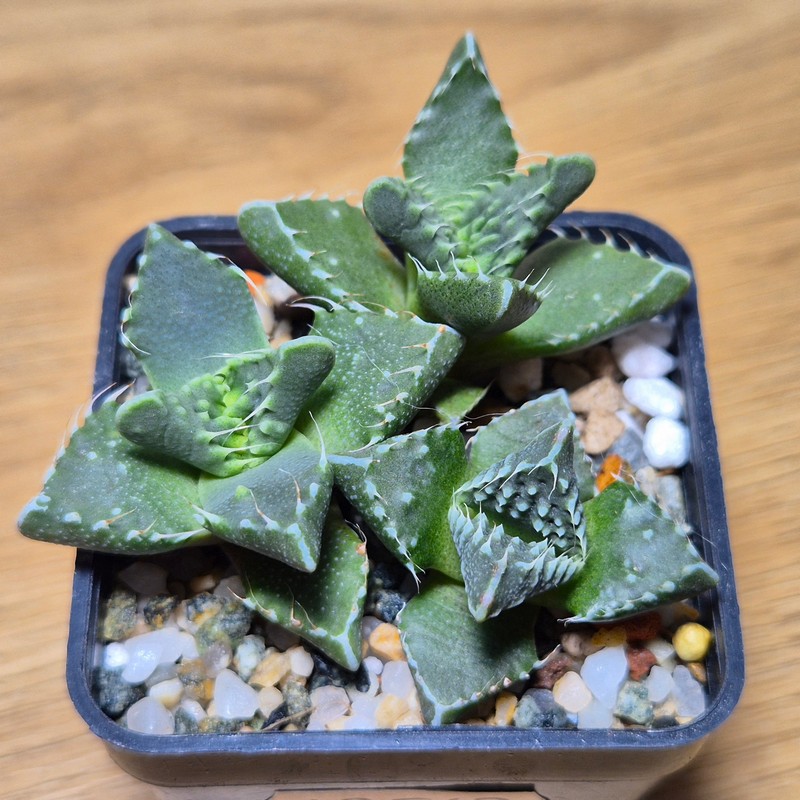 VVG28567 Faucaria tuberculosa 3 plants seedling