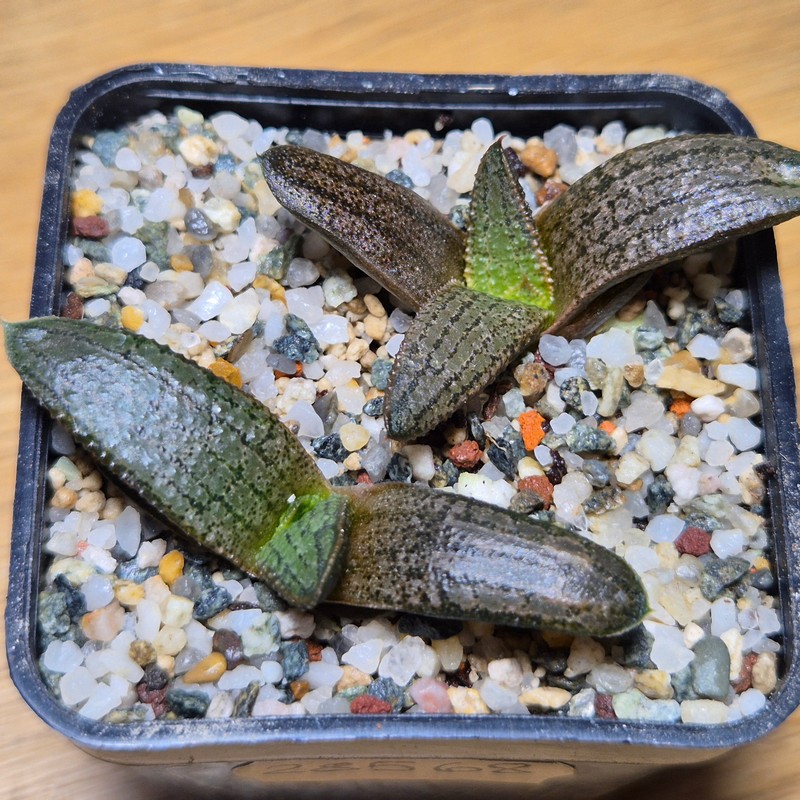 VVG28568 Haworthia koelmaniorum mix 2 plants seedling - Image 2
