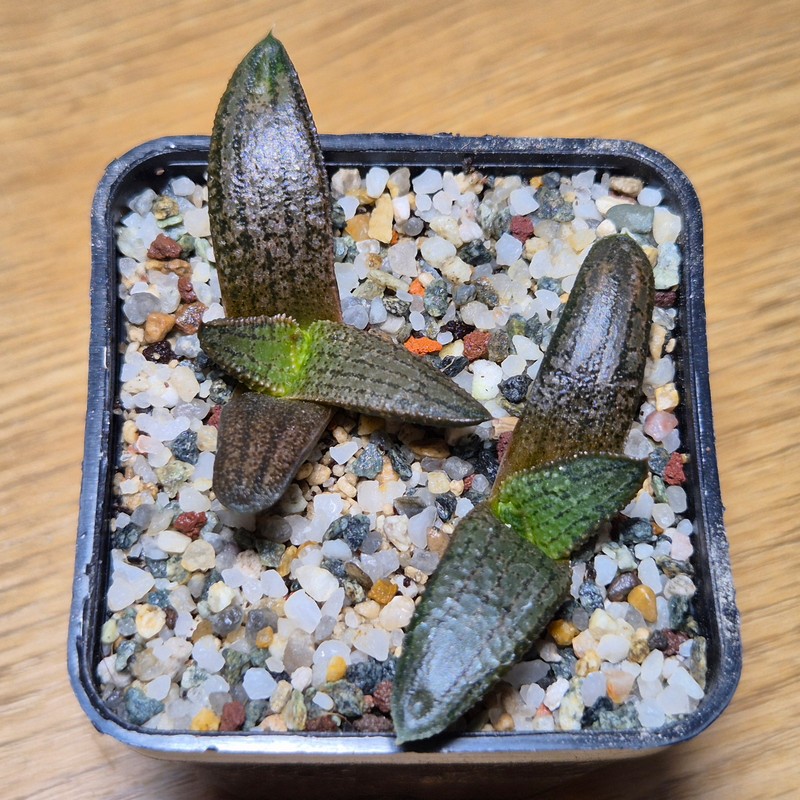 VVG28568 Haworthia koelmaniorum mix 2 plants seedling - Image 3