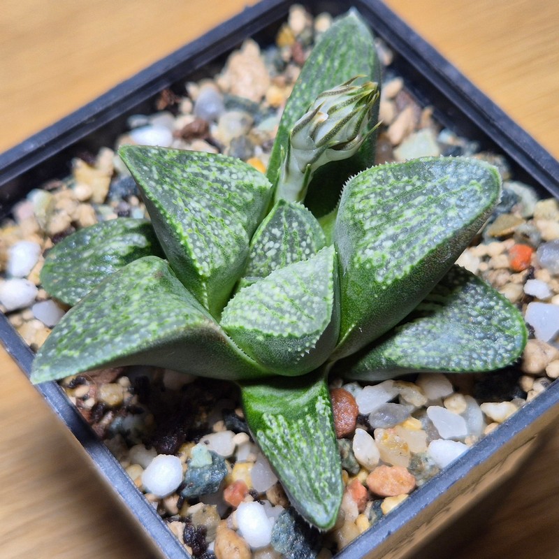 VVG28571 Haworthia pygmaea v. argenteo-maculosa seedling