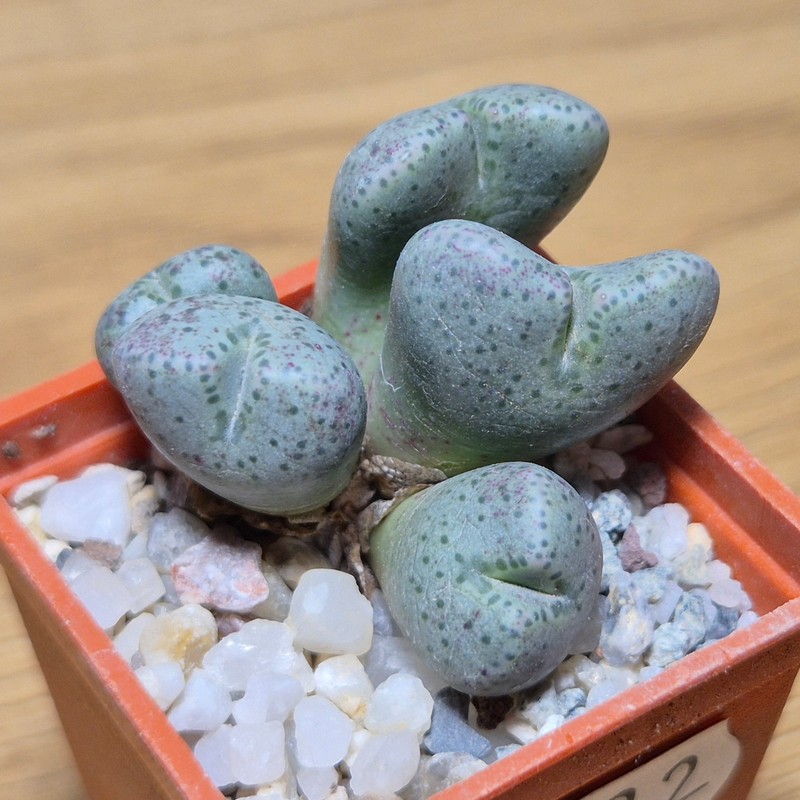 VVG28572 Conophytum taylorianum subs. ernianum