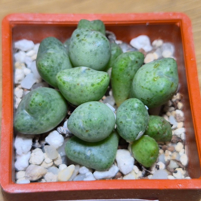 VVG28573 Conophytum tantillum ssp.eenkokerense  SB119