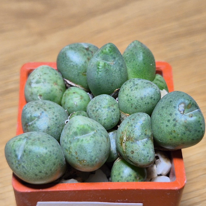 VVG28574  Conophytum aff. uviforme