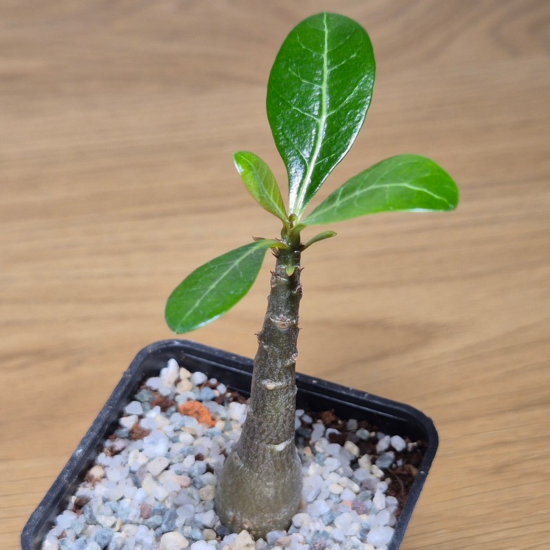 VVG28577 Adenium obesum hybrid mix - Image 2