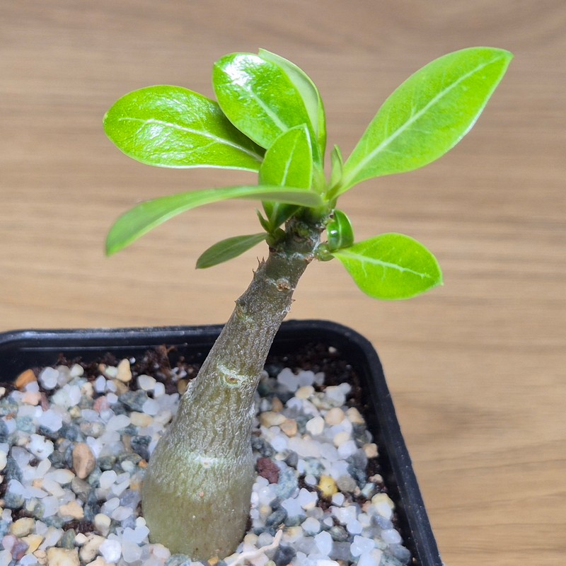 VVG28578 Adenium obesum hybrid mix