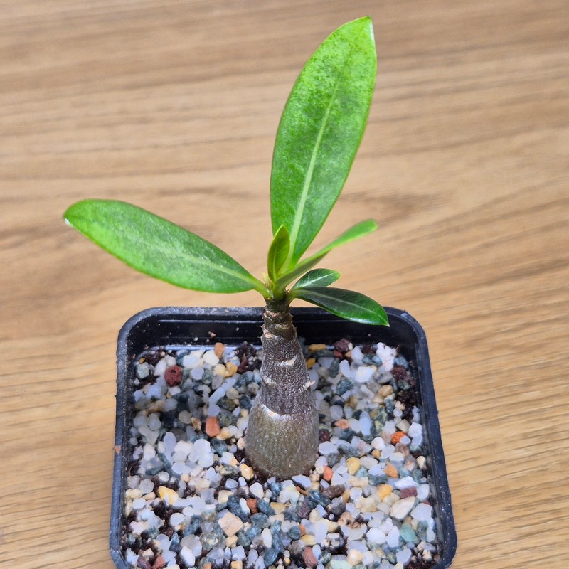 VVG28579 Adenium obesum hybrid mix