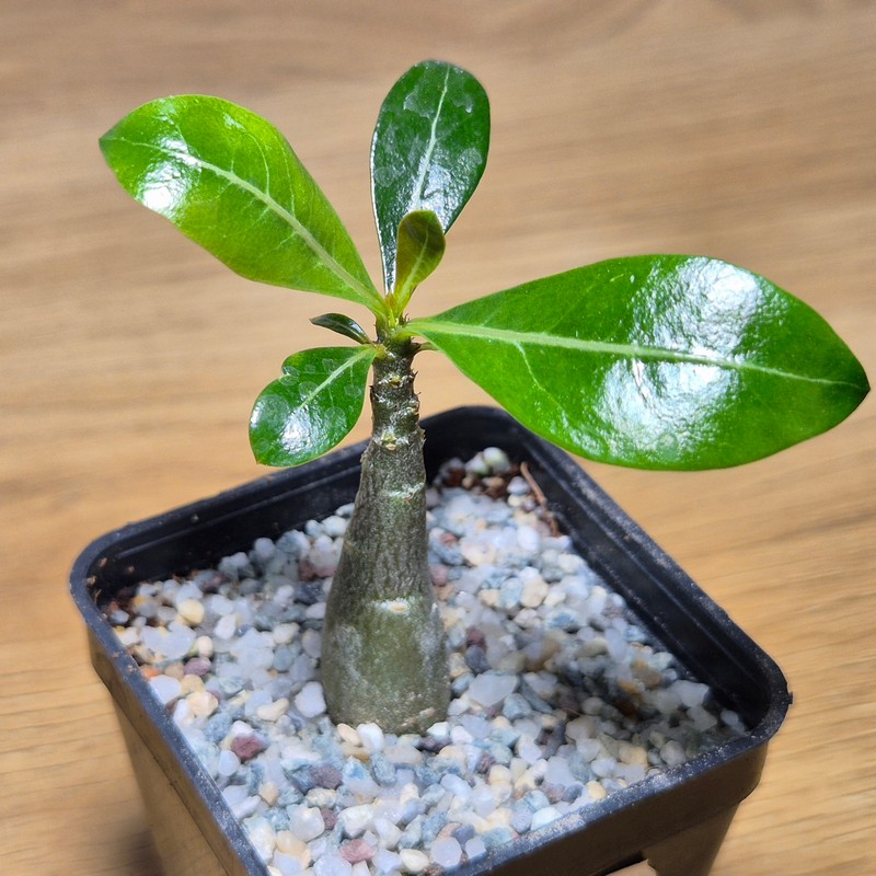 VVG28580 Adenium obesum hybrid mix