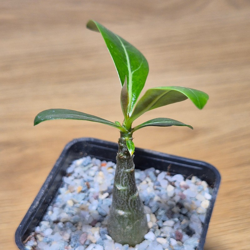 VVG28580 Adenium obesum hybrid mix - Image 2