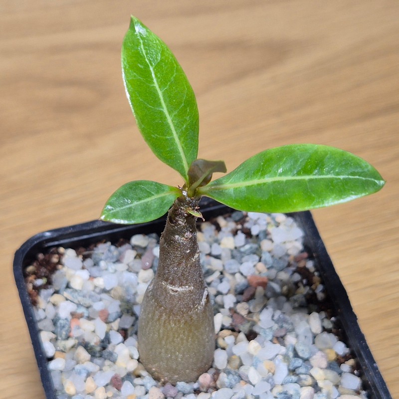 VVG28581 Adenium obesum hybrid mix