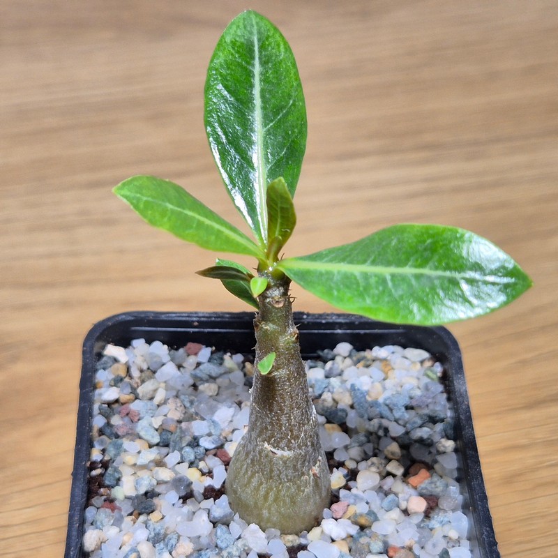 VVG28582 Adenium obesum hybrid mix