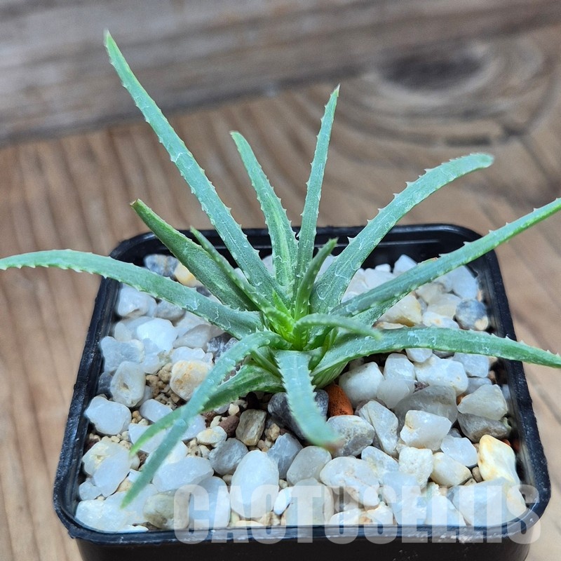 VVG28932 Aloe bowiea seedling