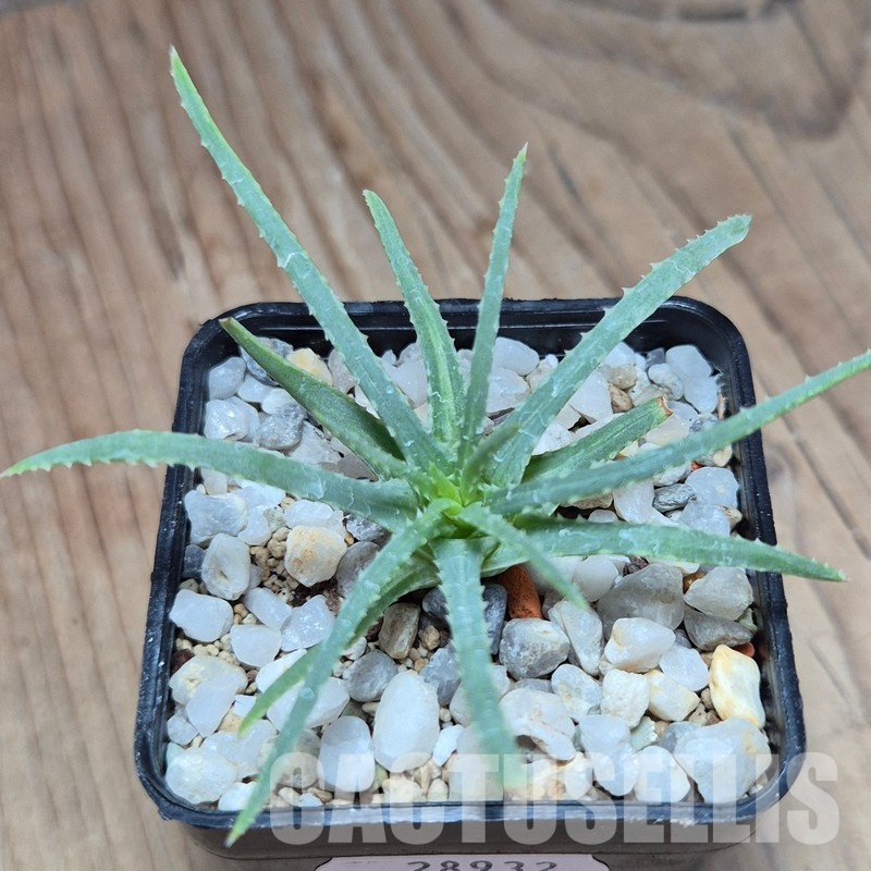VVG28932 Aloe bowiea seedling - Image 2