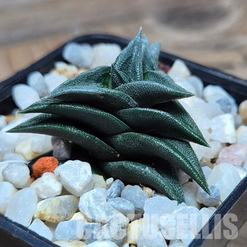 VVG28933 Haworthia viscosa -Damplaas IB8946