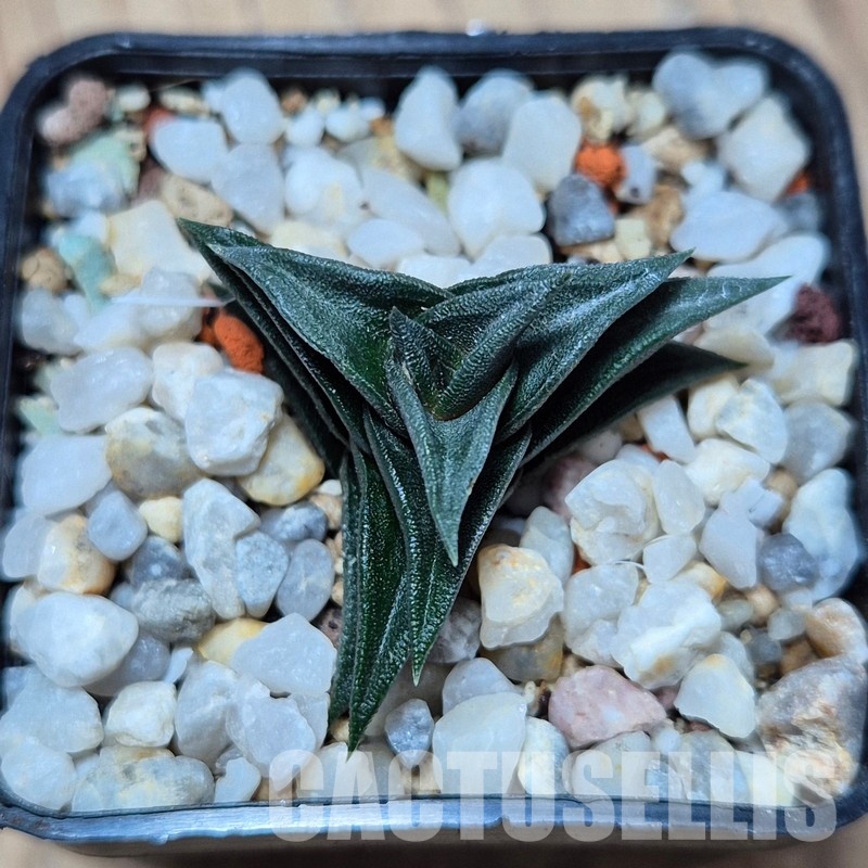 VVG28933 Haworthia viscosa -Damplaas IB8946 - Image 2