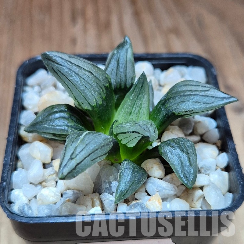 VVG28934 Haworthia atrofusca 'Watermelon' - Image 2