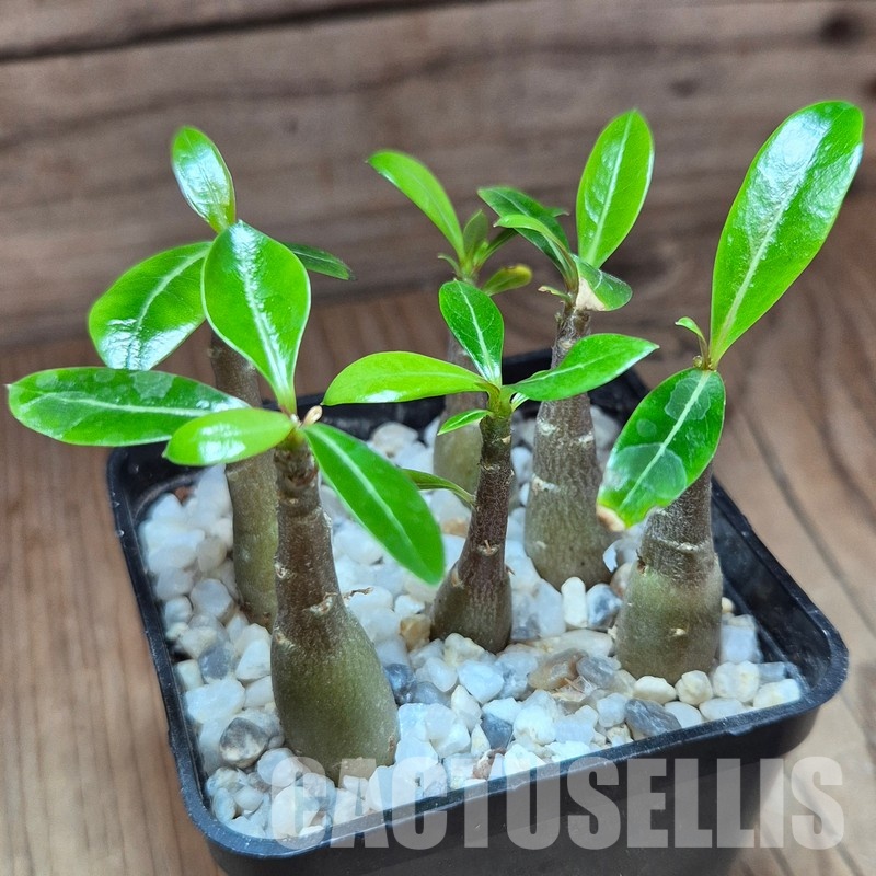 VVG28935 Adenium obesum hybrid mix 6 plants seedling