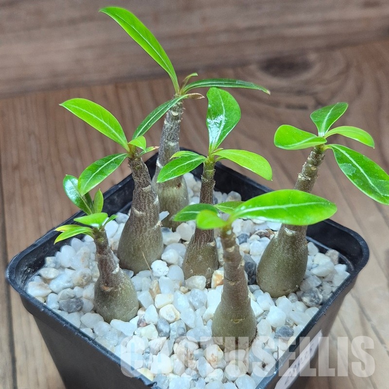 VVG28935 Adenium obesum hybrid mix 6 plants seedling - Image 2
