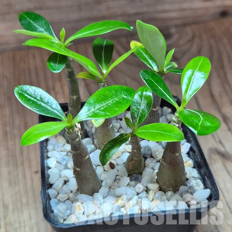 VVG28936 Adenium obesum hybrid mix 6 plants seedling