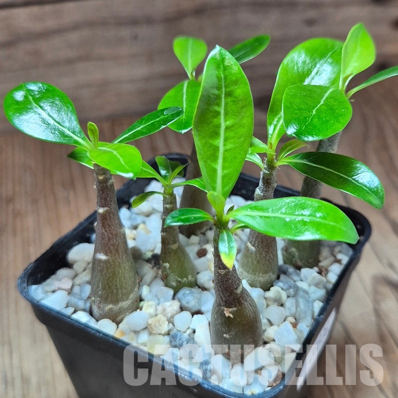 VVG28936 Adenium obesum hybrid mix 6 plants seedling - Image 2