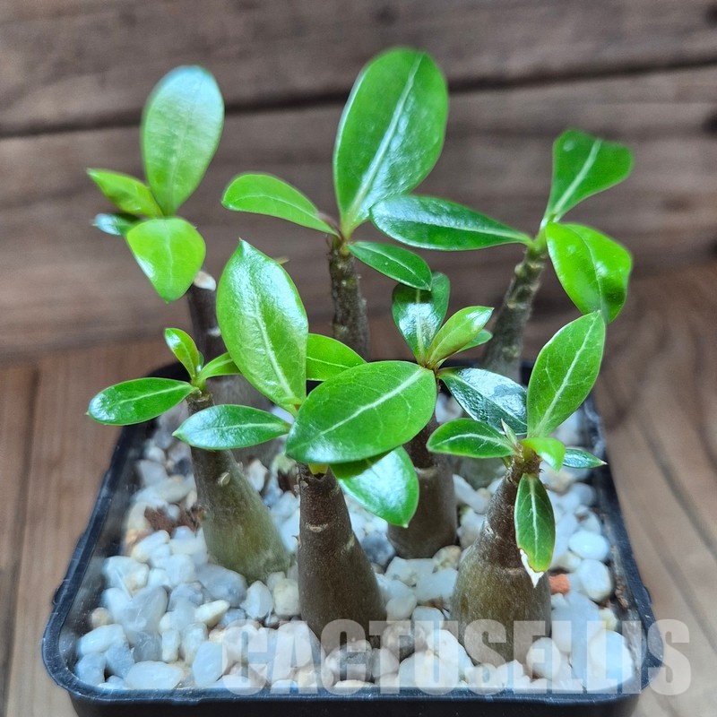 VVG28937 Adenium obesum hybrid mix 7 plants seedling