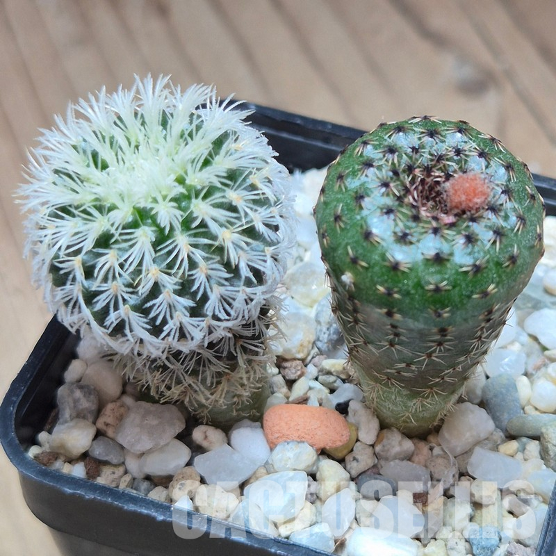 VVG31517 Frailea densispina + Frailea phaedisca HU75