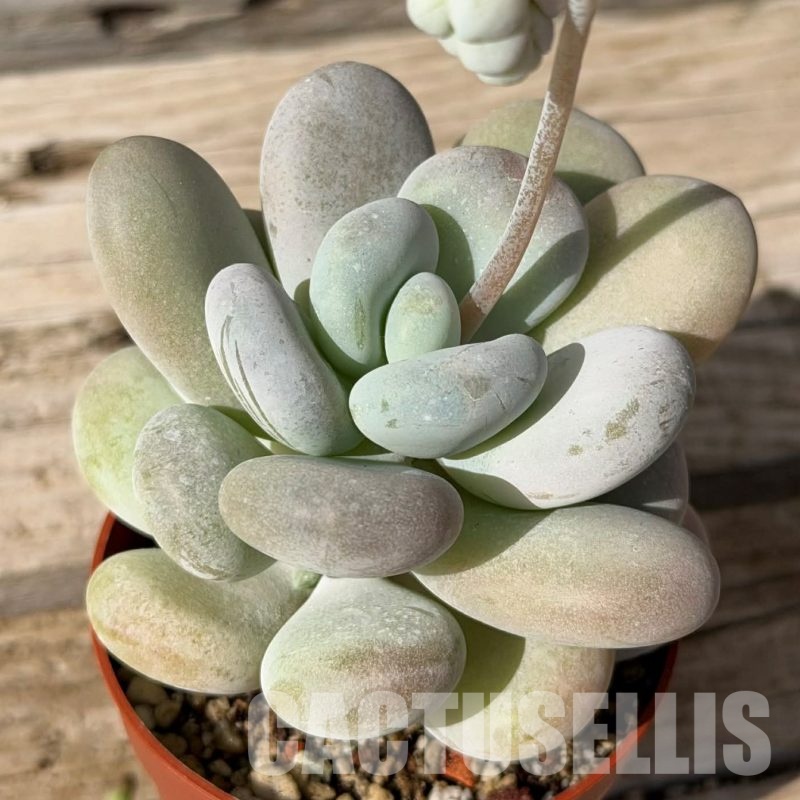 SH29715 Pachyphytum oviferum