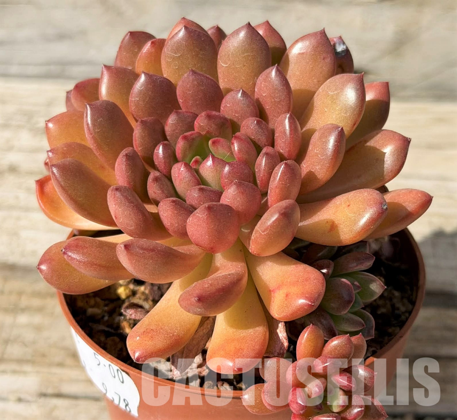 SH29717 Sedeveria 'Pink Ruby'