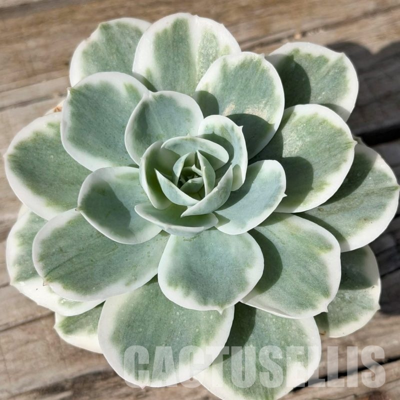 SH29719 Echeveria ‘Lemon Lime’