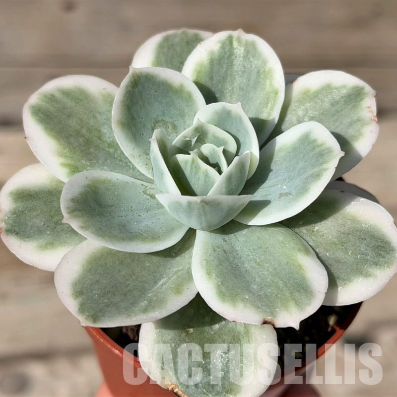 SH29718 Echeveria ‘Lemon Lime’