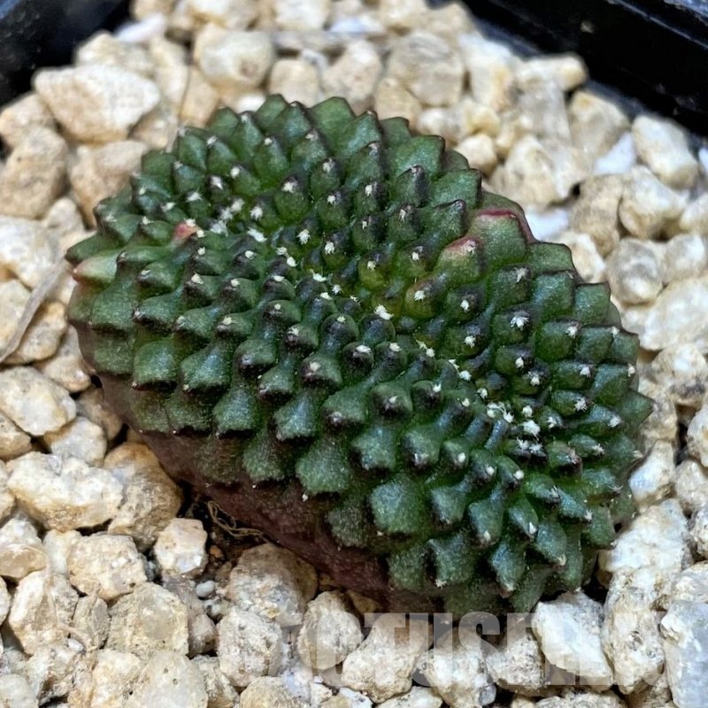SH29384 Gymnocalycium mihanovichii 'inermis' f. cristata, seedling