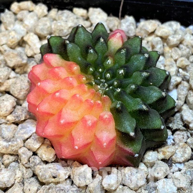 SH29385 Gymnocalycium mihanovichii 'inermis' f. variegata, seedling