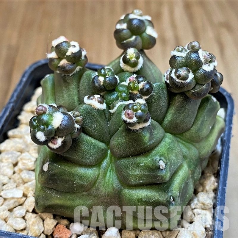 SH29387 Gymnocalycium mihanovichii 'Transformer'