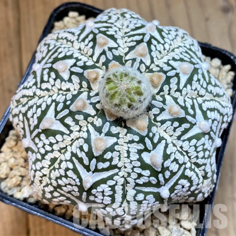 SH29388 Astrophytum asterias ‘Super Kabuto' 'Star Shape’ V-type