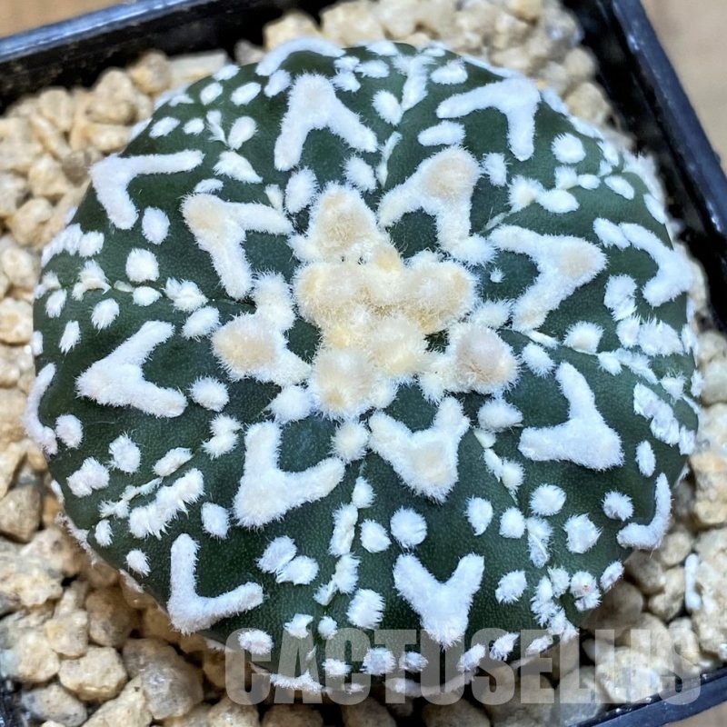 SH29389 Astrophytum asterias ‘Super Kabuto’ V-type f. nudum