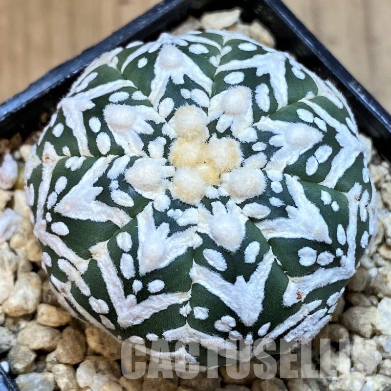 SH29390 Astrophytum asterias ‘Super Kabuto’ V-type f. nudum