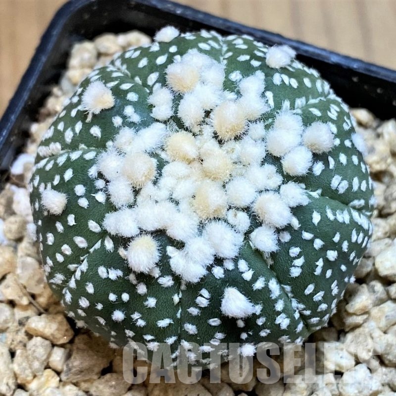 SH29391 Astrophytum asterias 'Hanazono'