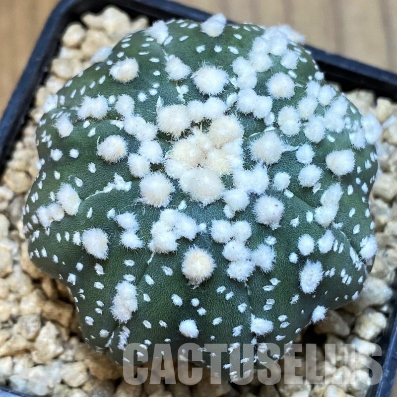 SH29392 Astrophytum asterias 'Hanazono'