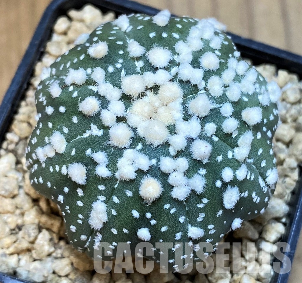 SH29392 Astrophytum asterias 'Hanazono'