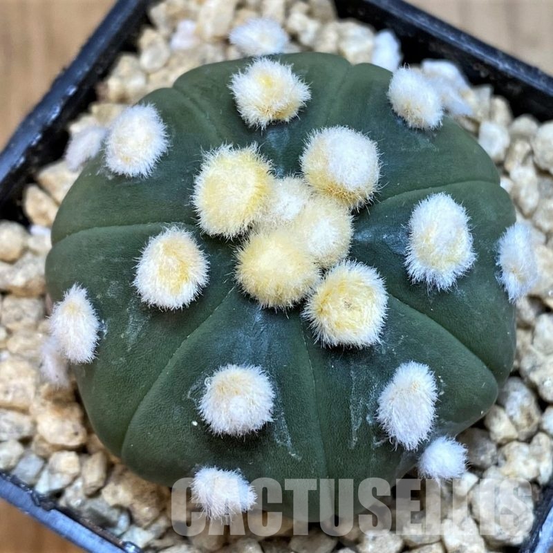SH29393  Astrophytum asterias 'Ooibo', 7 ribs