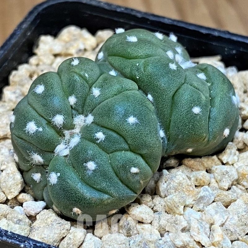 SH29395 Astrophytum asterias 'Lizard Skin' f. cristata
