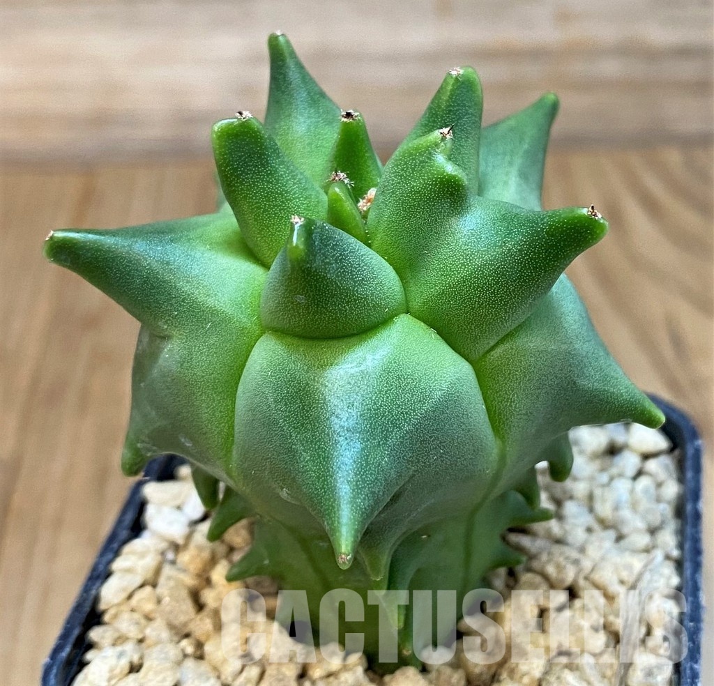 SH29396 Astrophytum myriostigma 'Kikko' - Image 2