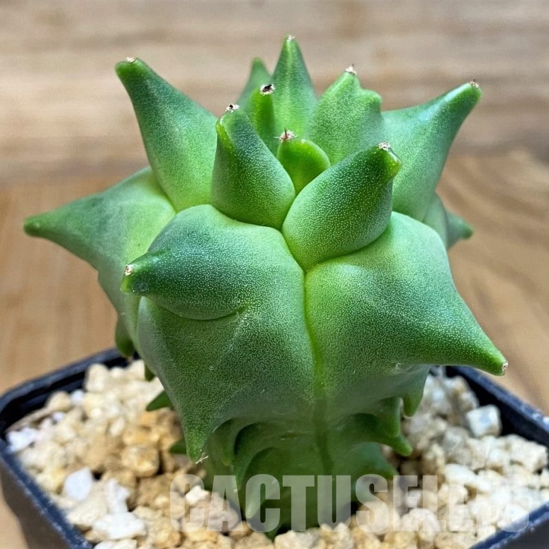 SH29396 Astrophytum myriostigma 'Kikko'