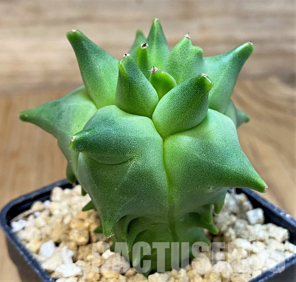 SH29396 Astrophytum myriostigma 'Kikko'