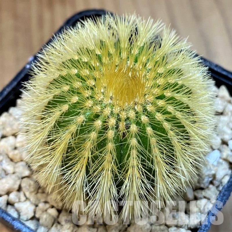 SH29397 Uebelmannia eriocactoides