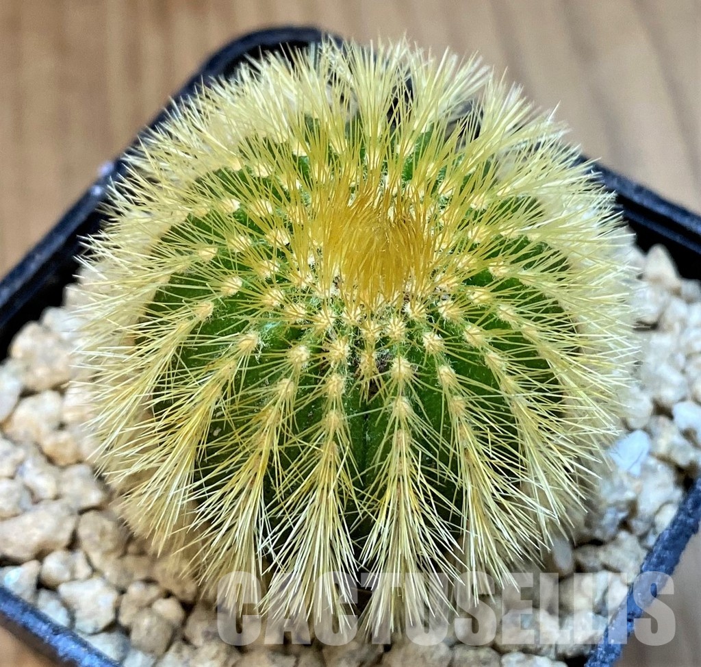 SH29397 Uebelmannia eriocactoides