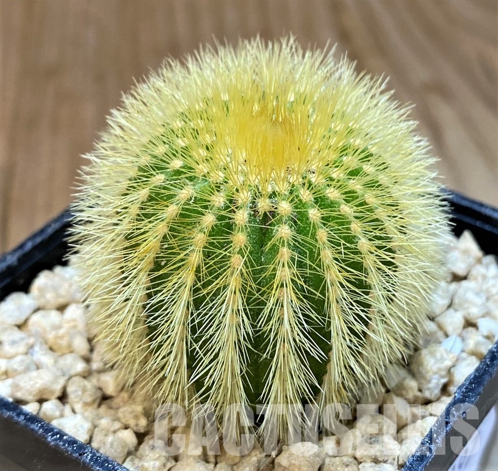 SH29397 Uebelmannia eriocactoides - Image 2