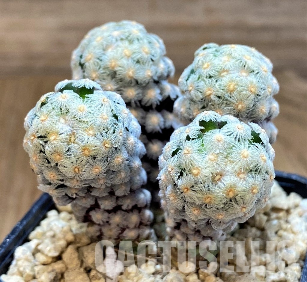 SH29398 Mammillaria theresae - Image 2