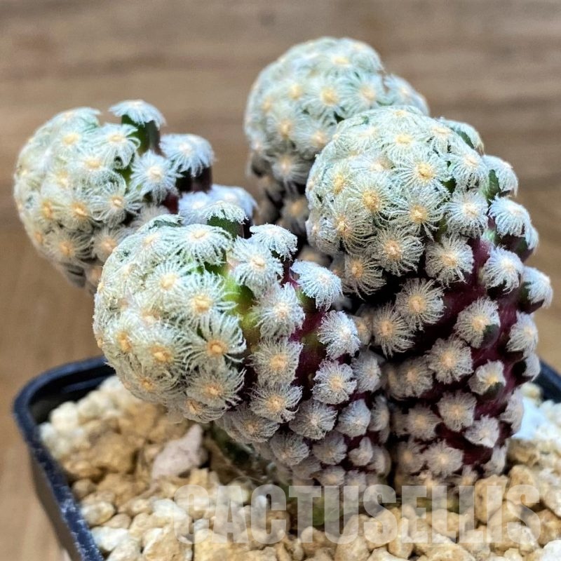 SH29398 Mammillaria theresae