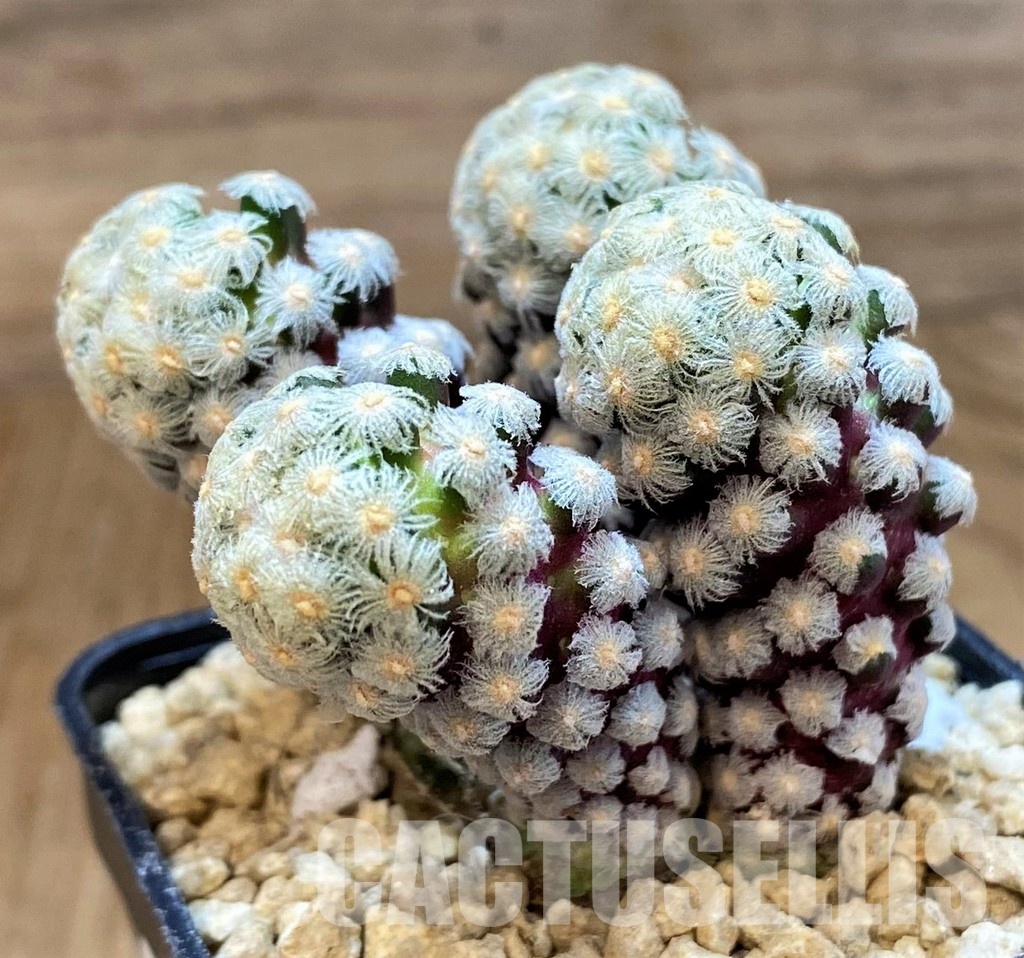 SH29398 Mammillaria theresae